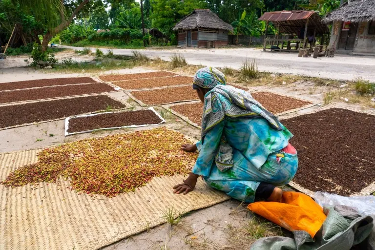 Drying clove in Pemba, Tanzania