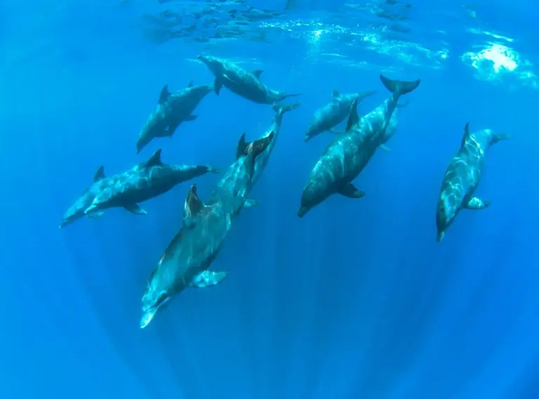 Bottlenose dolphins in Zanzibar, Tanzania