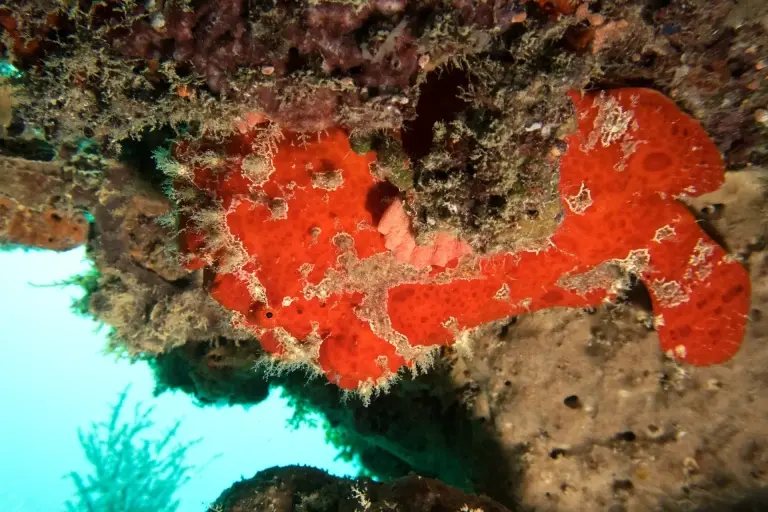 A giant frogfish in Mnemba Atoll, Zanzibar, Tanzania