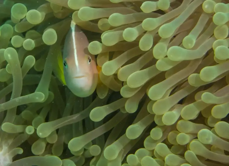 A skunk anemonefish in Zanzibar, Tanzania