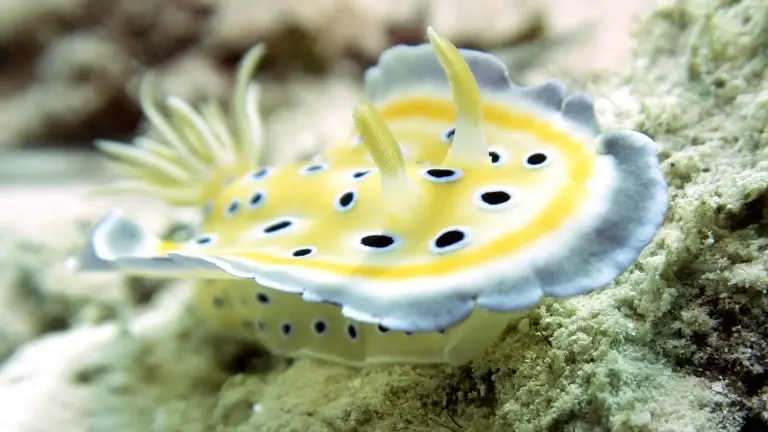 A nudibranch in Zanzibar, Tanzania