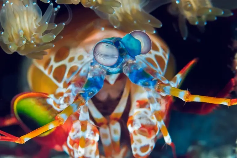 A peacock mantis shrimp in Zanzibar, Tanzania