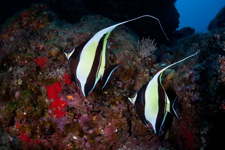 Moorish idols in Cocos Island, Costa Rica