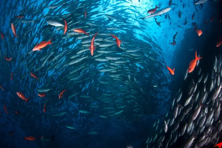 Pacific creole fish in Cocos Island, Costa Rica