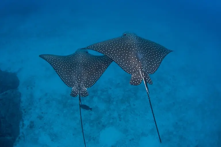 Spotted eagle rays in Cocos Island, Costa Rica