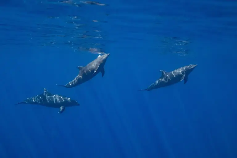 Dolphins in the Sea of Cortez, Mexico