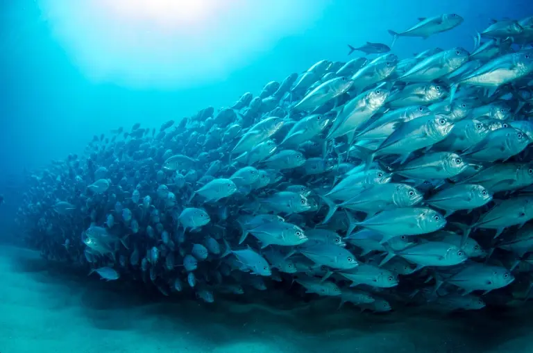 Bigeye trevally jack school in the Sea of Cortez, Mexico