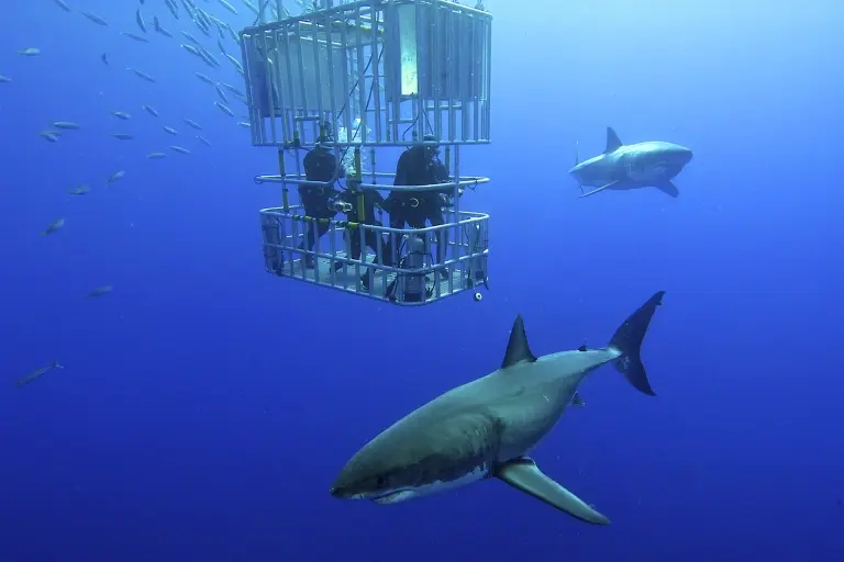 Cage diving with great white sharks in Isla Guadalupe, Mexico