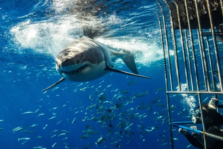 Cage diving with great white sharks in Isla Guadalupe, Mexico