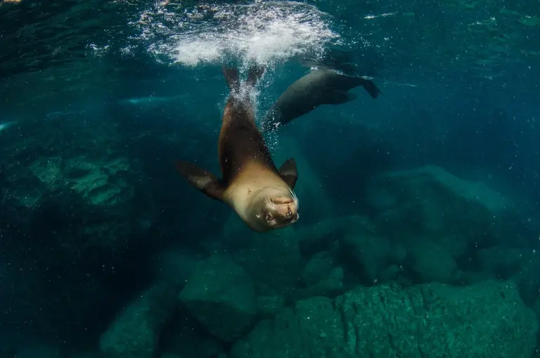 Californian sea lion in Los Isolotes, the Sea of Cortez, Mexico