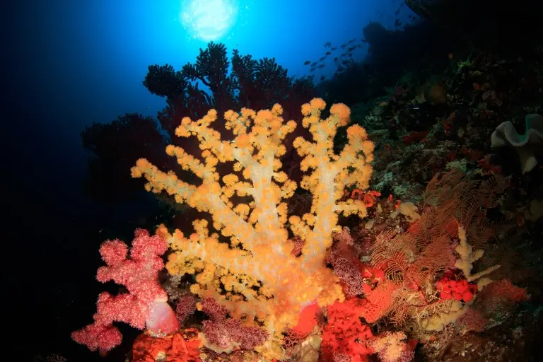 Coral reef in the Forgotten Islands, Indonesia