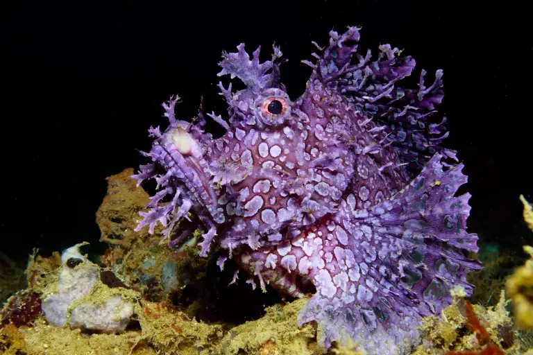Weedy scorpionfish in Ambon, Indonesia