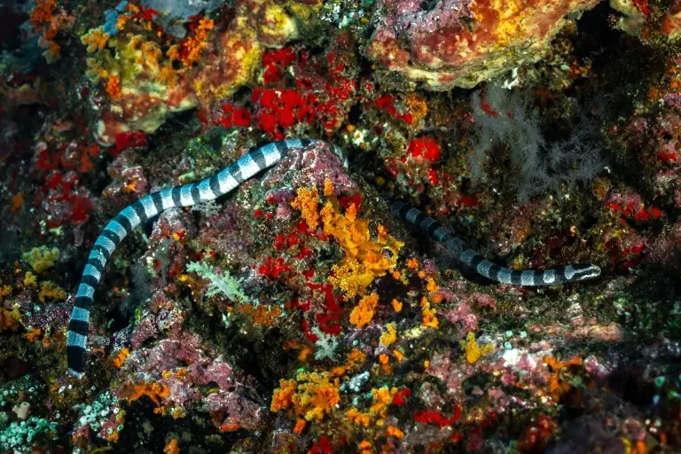 Banded sea snake in the Banda Sea, Indonesia