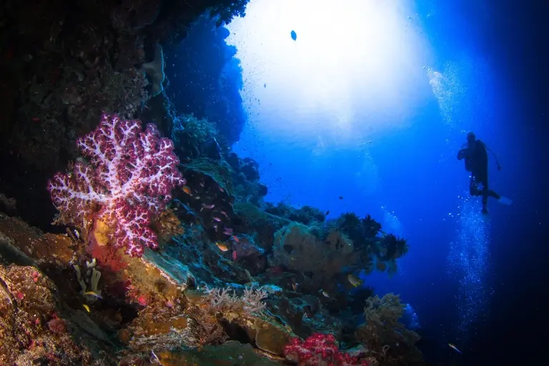 Diver & coral reef in the Banda Sea, Indonesia