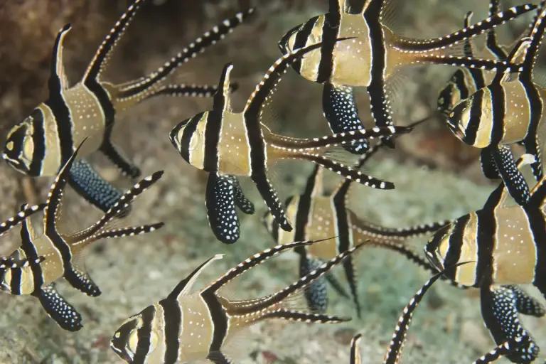 Banggai cardinalfish in Indonesia