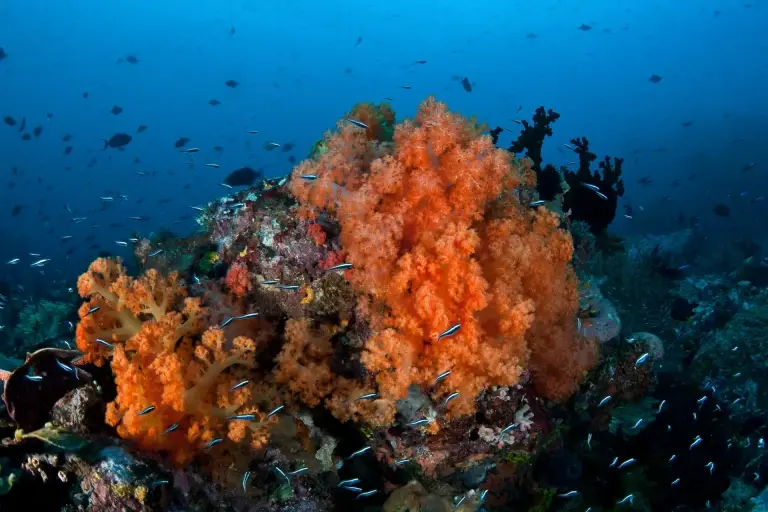 Underwater coral, Bunaken National Marine Park, Indonesia