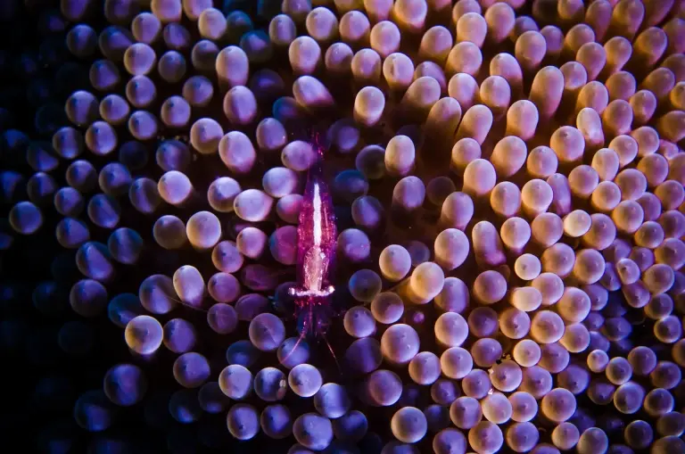 Shrimp in anemone, Bunaken National Marine Park, Indonesia
