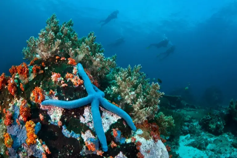 Starfish, Bunaken National Marine Park, Indonesia