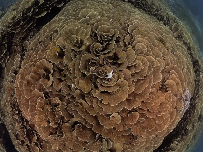 Cabbage patch coral at the pillbox wreck in Cenderawasih Bay, Indonesia