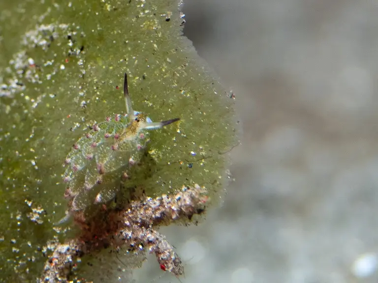Shawn the sheep nudibranch in Pasin Pajang, Cenderawasih Bay, Indonesia