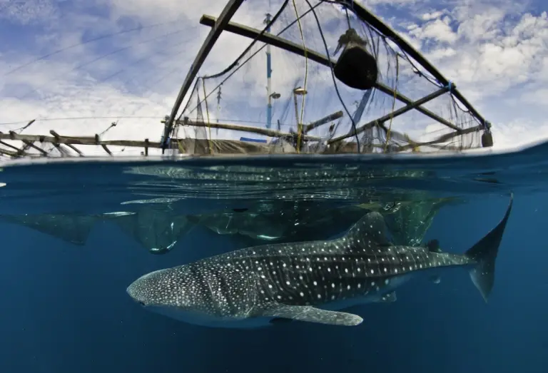 Whale shark & fishing platform in Cenderawasih Bay, Indonesia
