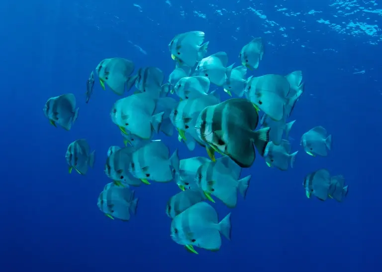 Batfish in Maratua, Derawan Islands, Indonesia