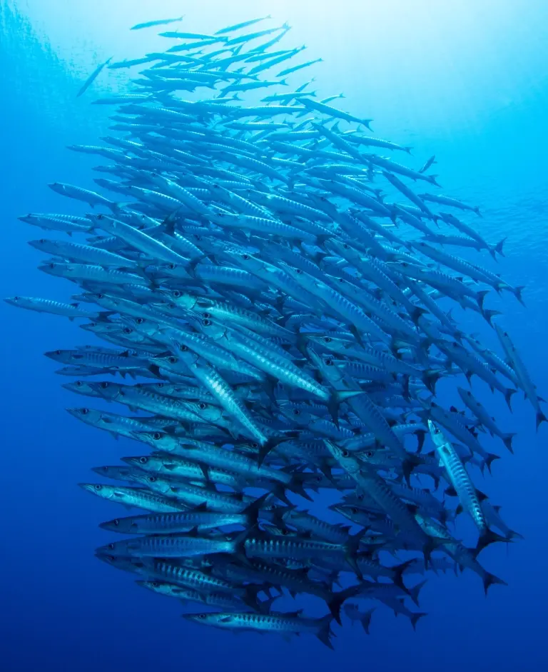 Chevroned barracuda in Maratua, Derawan Islands, Indonesia