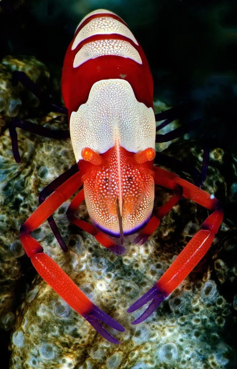 Emperor commencal shrimp in Maratua, Derawan Islands, Indonesia