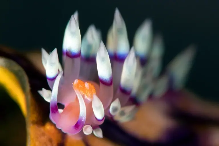 Flabellina nudibranch in Maratua, Derawan Islands, Indonesia