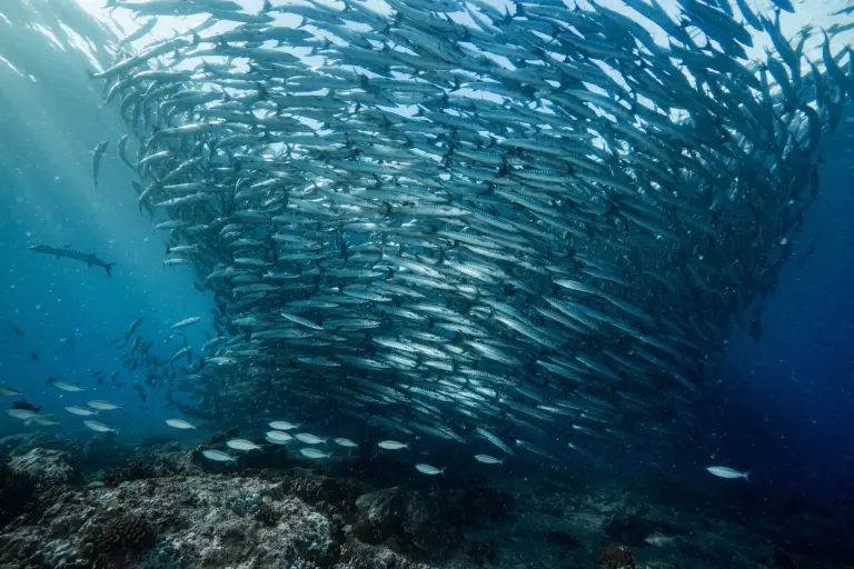Blackfin barracuda school in Maratua, Derawan Islands, Indonesia