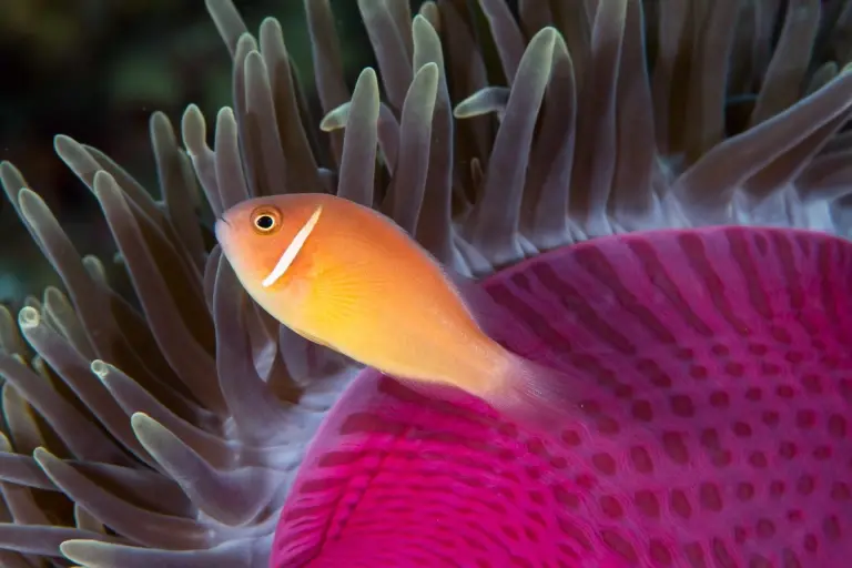 Pink skunk anemonefish in Maratua, Derawan Islands, Indonesia