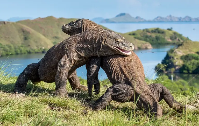Komodo dragons in Komodo National Park, Indonesia