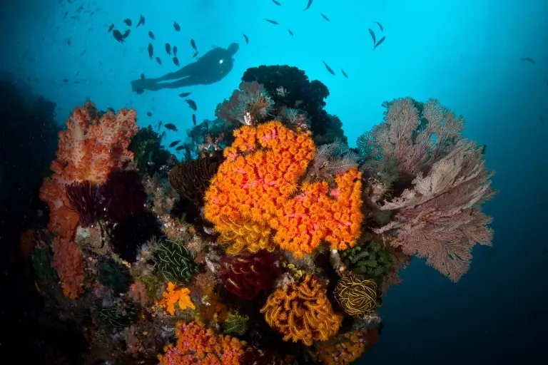 Diver & coral reef in Komodo National Park, Indonesia