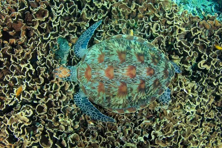 Green turtle & lettuce coral in Komodo National Park, Indonesia