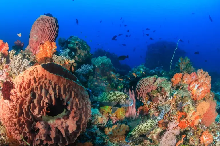 Sweetlips & barrel sponge in Komodo National Park, Indonesia