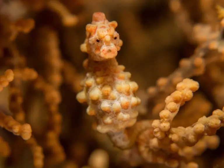 Pygmy seahorse in Komodo National Park, Indonesia