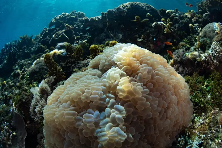 Bubble coral in the Forgotten Islands, Indonesia