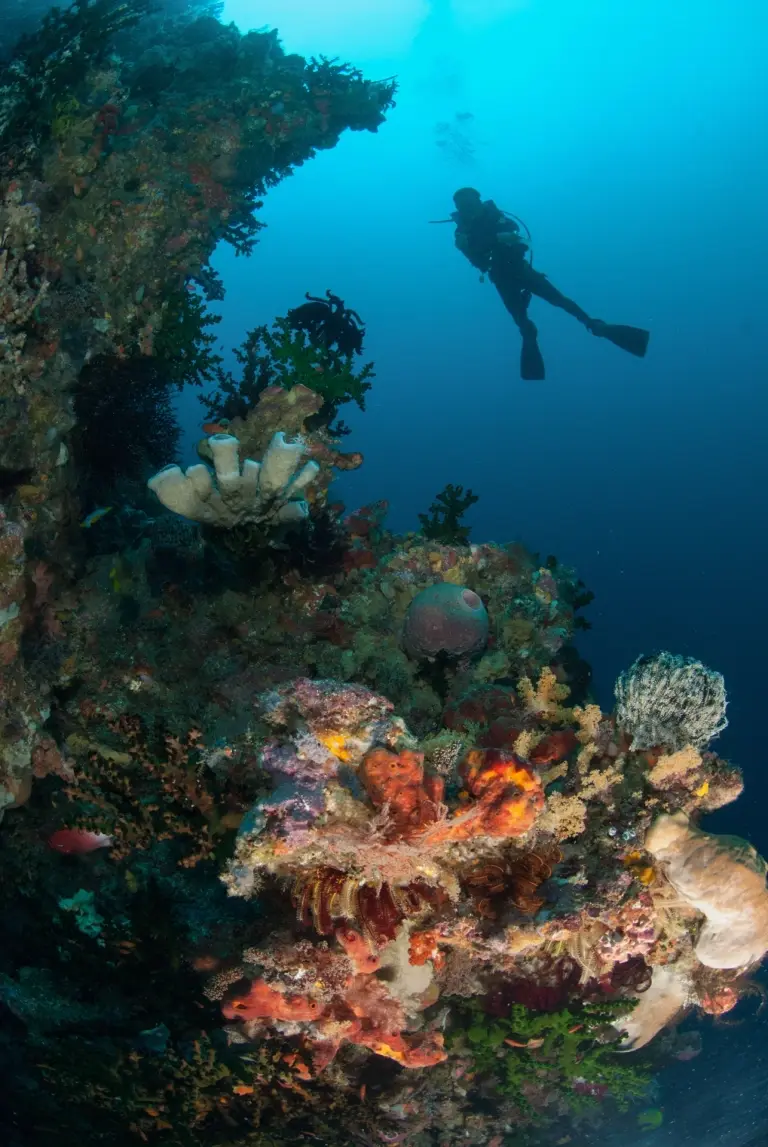 Diver & sponge corals in Ambon, Indonesia