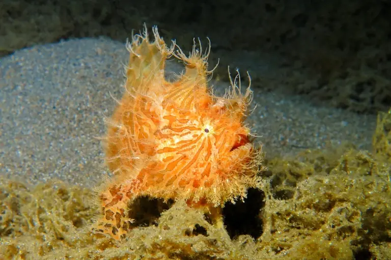 Hairy frogfish in Maluku, Indonesia
