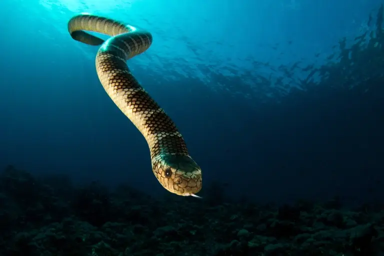 Ornate reef sea snake in Maluku, Indonesia