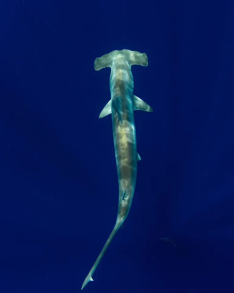 Scalloped hammerhead shark in Maluku, Indonesia