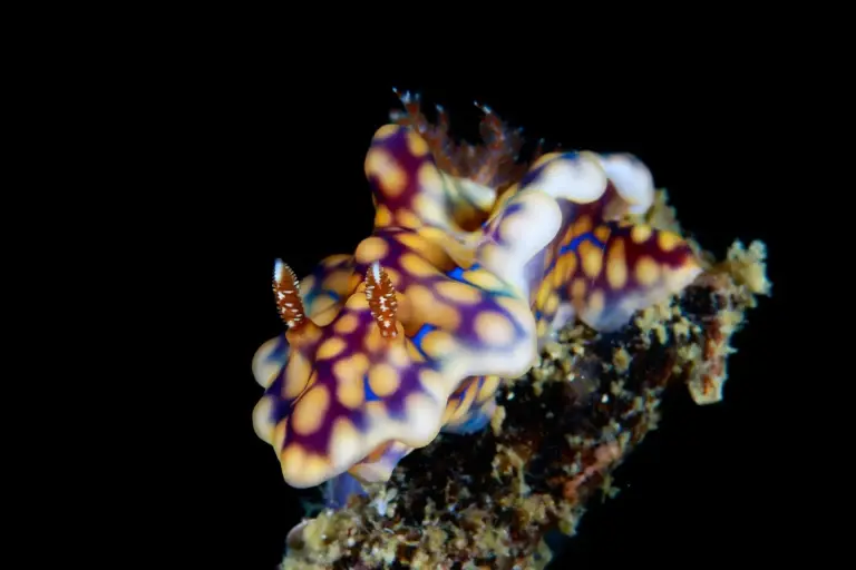 Nudibranch in Indonesia