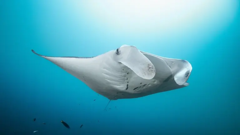 Manta ray in Raja Ampat, Indonesia