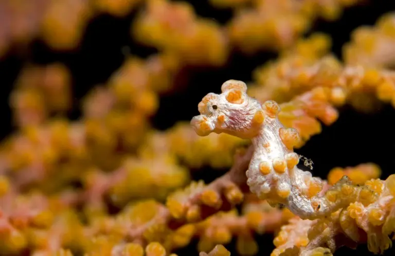Seahorse in Indonesia