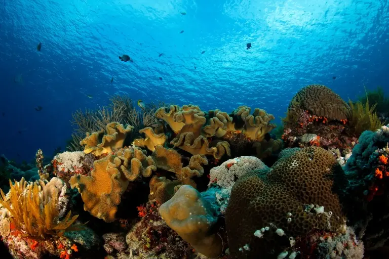 Underwater seascape in Indonesia