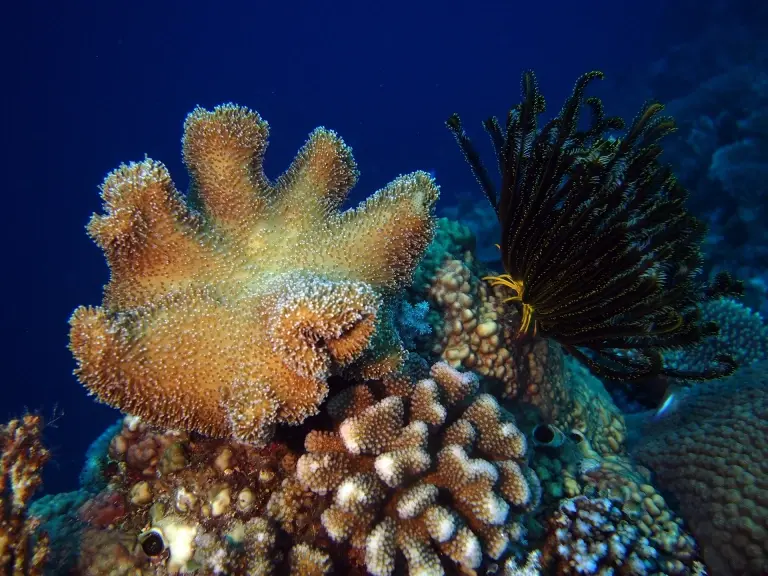 Coral reef in Layang Layang, Malaysia
