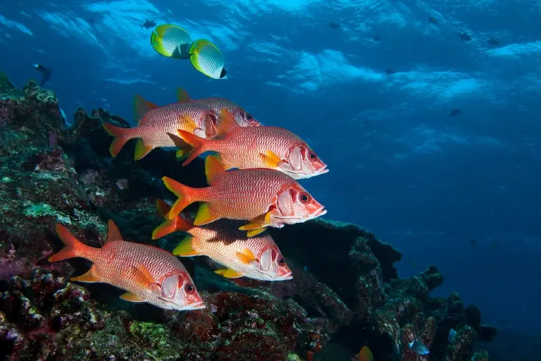 Long-jawed squirrelfish in Layang Layang, Malaysia