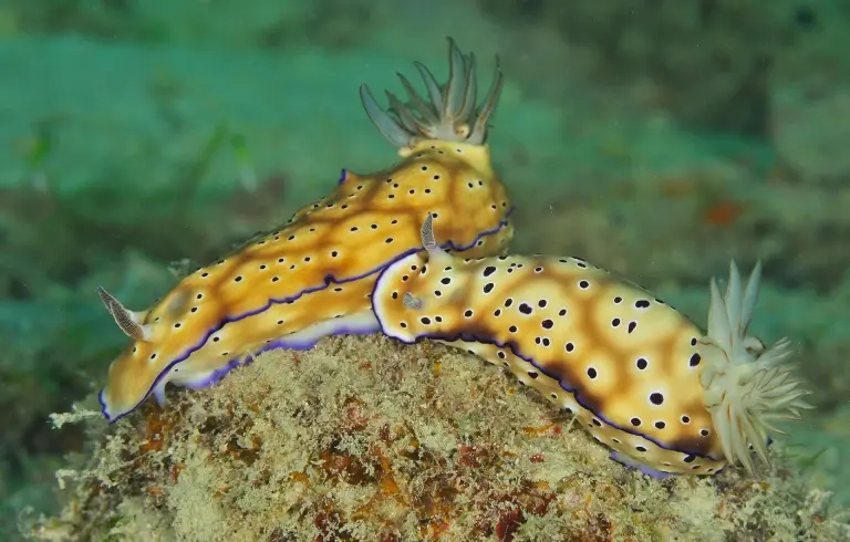 Nudibranch in Layang Layang, Malaysia