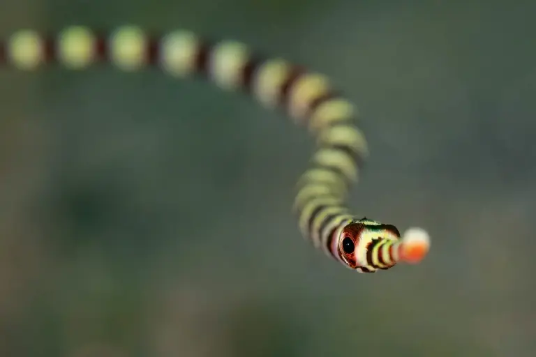 Pipefish in the Philippines