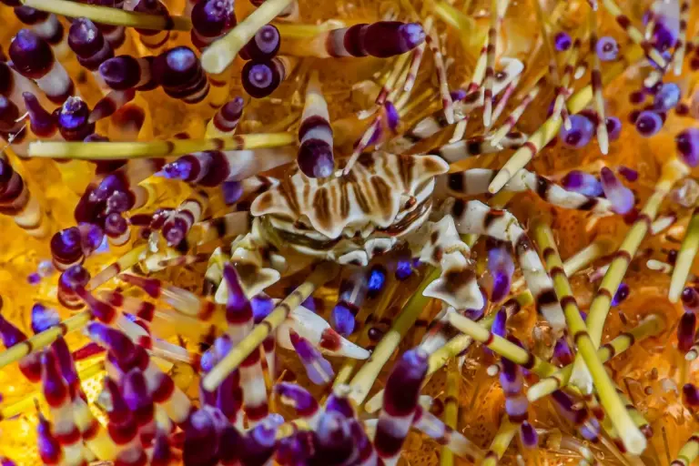 Anemone crab in the Philippines